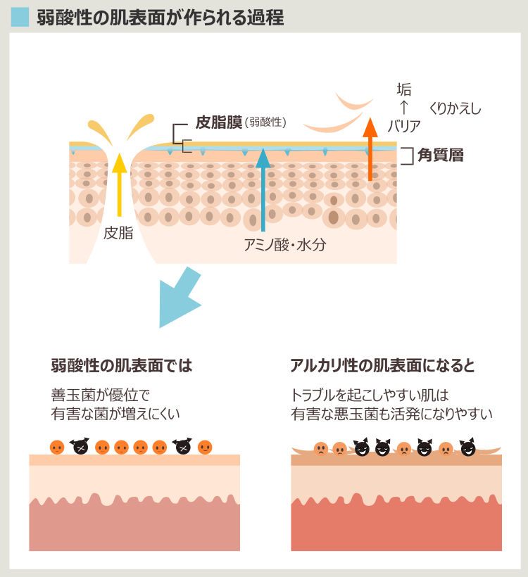 弱酸性の肌バリア