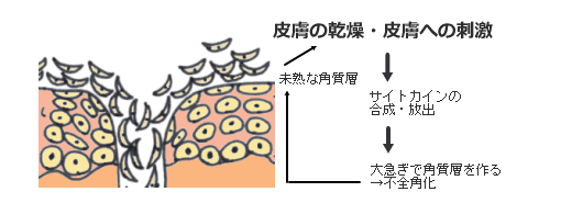 表皮ターンオーバーの異常