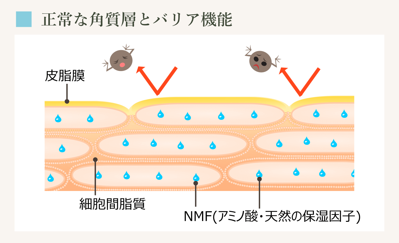 正常な角質層には細胞間脂質、NMFが存在し、皮脂膜におおわれる