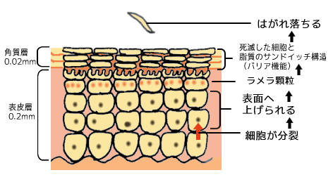 正常な表皮ターンオーバー