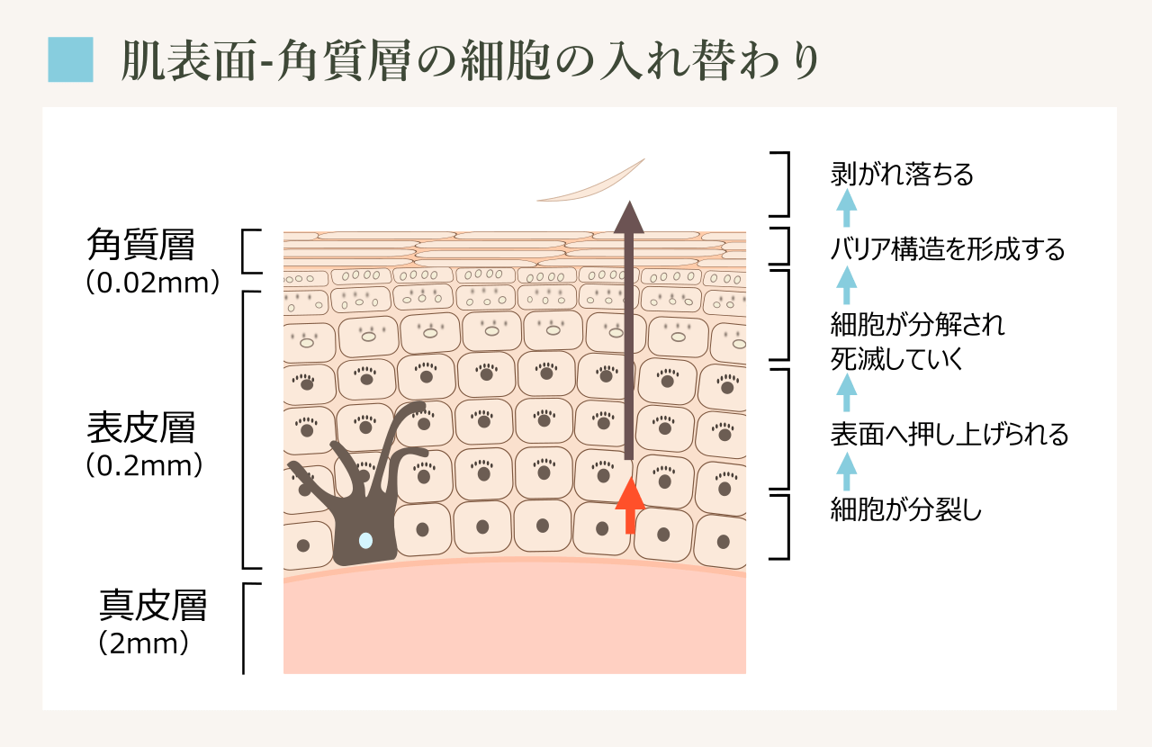 正常な角質層が作られる流れ