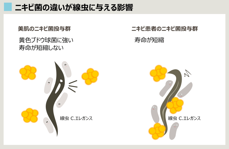 ニキビ菌が線虫C.エレガンスに与える影響