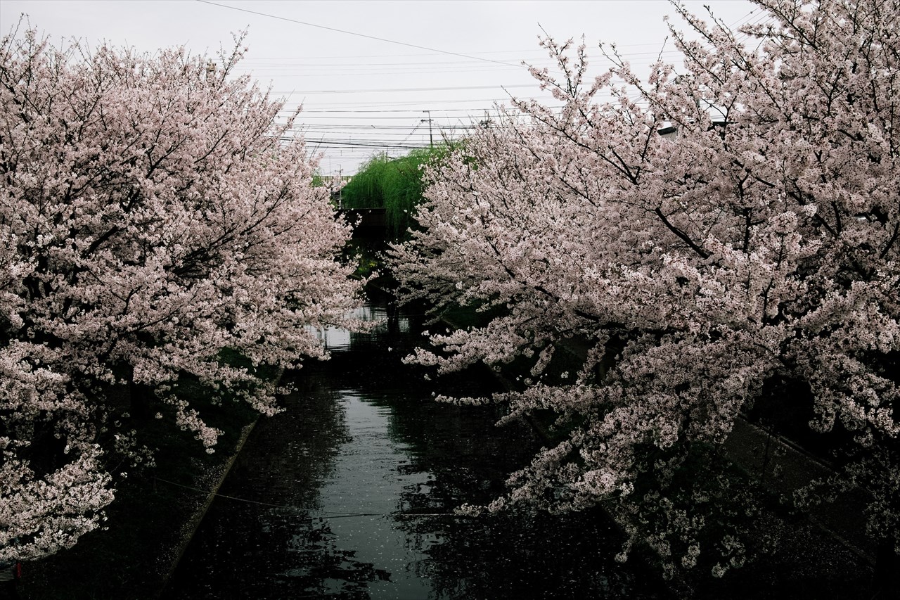 京都の桜