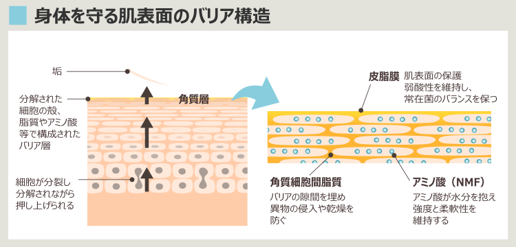 きれいな肌の状態