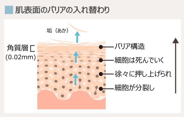 角質層の代謝の仕組み