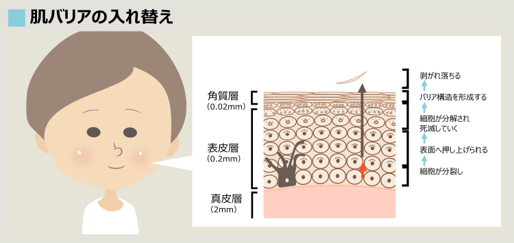 肌表面のバリア形成