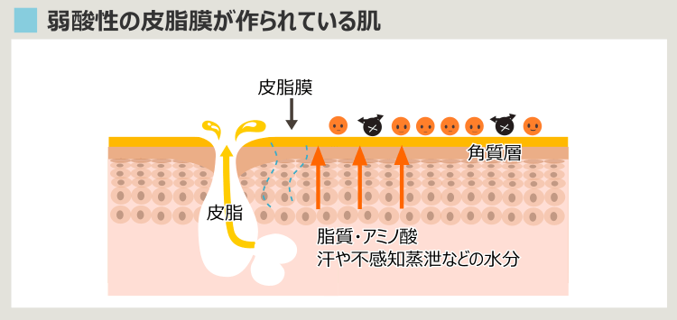 肌表面が弱酸性を回復する緩衝能