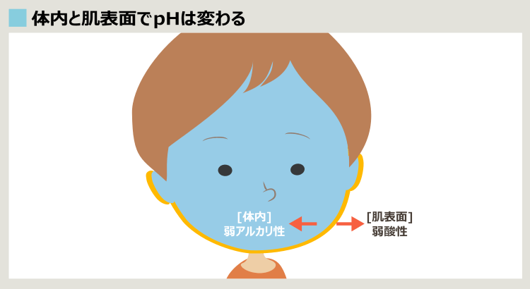 体内はアルカリ性、肌表面は弱酸性