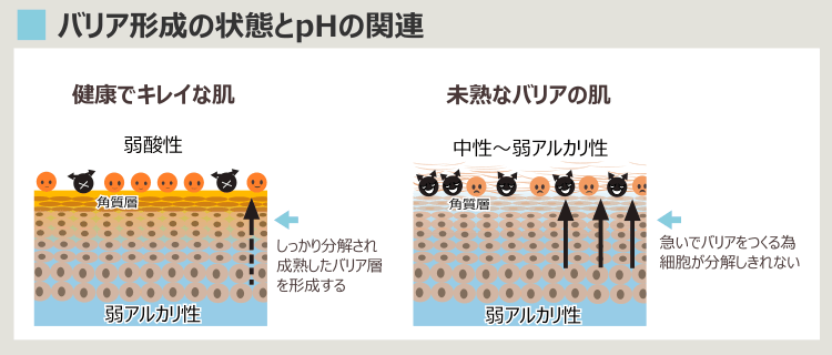 ターンオーバーが早い肌は、弱アルカリ性になりやすい