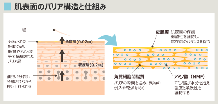 肌のバリア構造