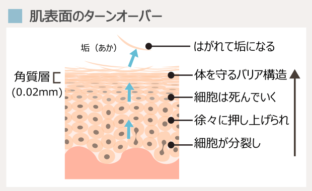 表皮ターンオーバー