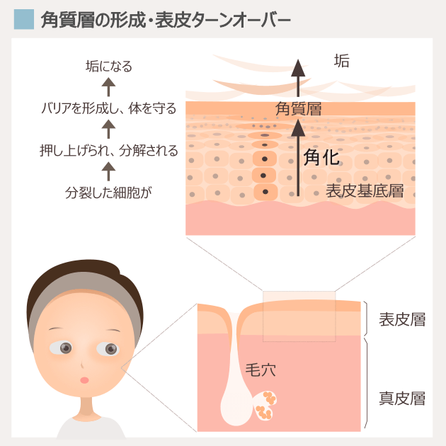 表皮ターンオーバーと角質層の構造