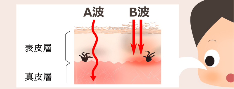 紫外線A波、B波による皮膚への刺激