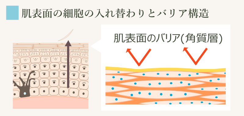 正常な角質層の形成過程と構造