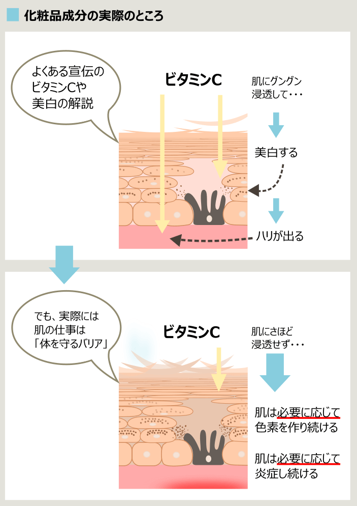 化粧品のビタミンCの作用と肌のバリア機能